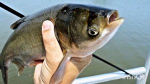 Ловля толстолобика на технопланктон. Как и где ловить толстолоба?