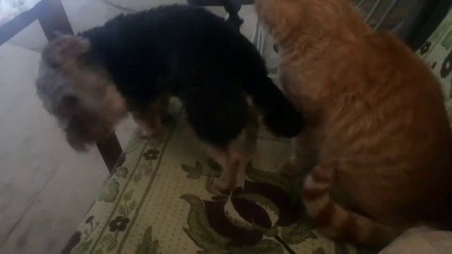 Прикол смотреть до конца смотреть онлайн