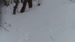 установка капкана на зайца