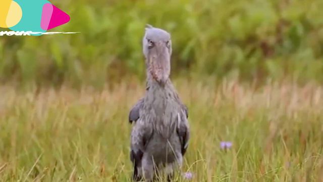 Самые некрасивые и уродливые птицы на планете#funnyanimals #птицы