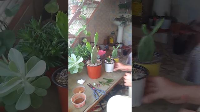 #GraFting of #Red moon cacti on stapelia and Charitasmas cacti on opuntia cactus. смотреть онлайн