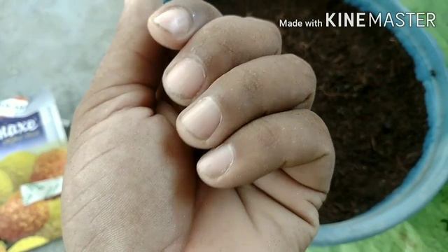 विन्टर के लिए फ्लावर के सीड्स कैसे ग्रो करें,How To Grow Winter Flower Seeds