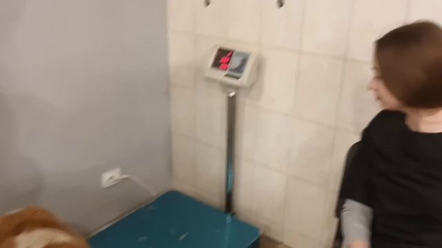 У бездомного Бима выросла пятая лапа или что это такое? Решаем вопрос. Верновцы-помощь животным. смотреть онлайн