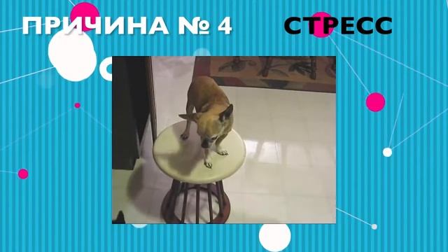 ПОЧЕМУ ЧИХУАХУА ДРОЖАТ ИНТЕРЕСНЫЕ ФАКТЫ О СОБАКАХ смотреть онлайн