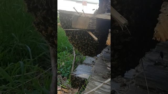 Swarming Bee's, looking for sweets for Halloween смотреть онлайн