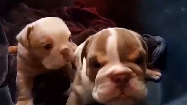 Rare English bulldog puppies (first steps) смотреть онлайн