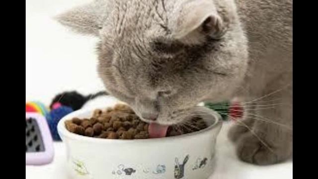 пурина корм для кошек отзывы смотреть онлайн