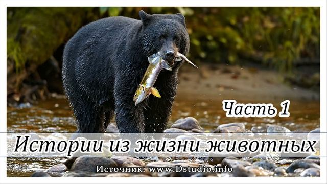 "Истории из жизни животных" (часть 1) - познавательные рассказы для детей. Новинка 2019 смотреть онлайн