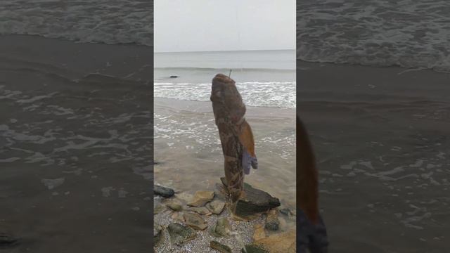 Рыбалка на Черном море сегодня с берега бычок кнут сегодня клевал поймал пять штук смотреть онлайн