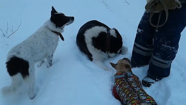 Прогулка в зимнем лесу, алабай по кличке Бача, француженка Стеша и соседка Дези смотреть онлайн
