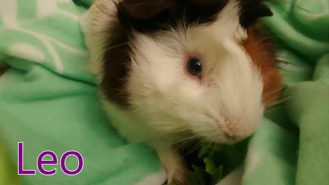 LeoAndTigThePigs смотреть онлайн