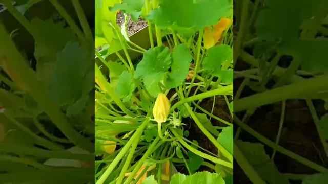 Дача по карману смотреть онлайн