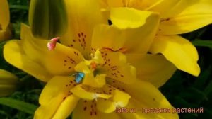 Лилия азиатская махровая Фата Моргана ? обзор: как сажать, луковицы лилии Фата Моргана