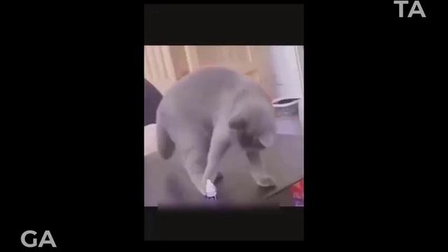 Если упадёт - мне пипец! Самые Забавные и смешные видео с домашними животными! Лучшая подборка