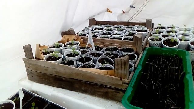 Рассада в теплице не замёрзла. 2020г. март, Тюмень. смотреть онлайн