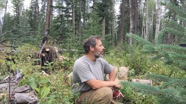 Old Homelite 40cc Chainsaw bucking,splitting,thoughts... смотреть онлайн