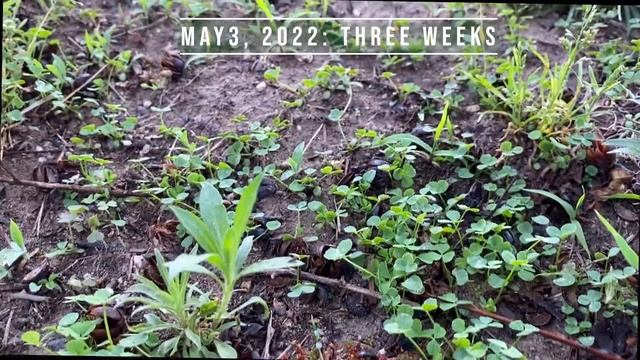 Grass Lawn to Microclover Lawn Project смотреть онлайн