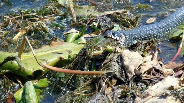 Уж кушает лягушку. смотреть онлайн