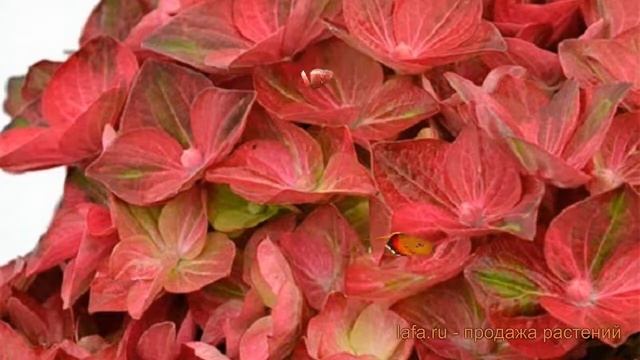 Гортензия крупнолистовая Рембрандт Вибрант Верде ? обзор: как сажать, саженцы гортензии смотреть онлайн