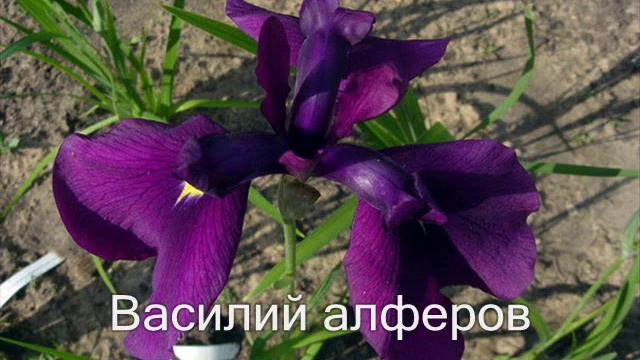 Обворожительные ирисы смотреть онлайн