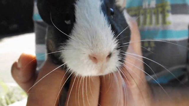 Песенка морской свинки смотреть онлайн