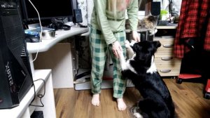 Этапы дрессировки собаки Бордер-колли | Трюк "Обнимай"