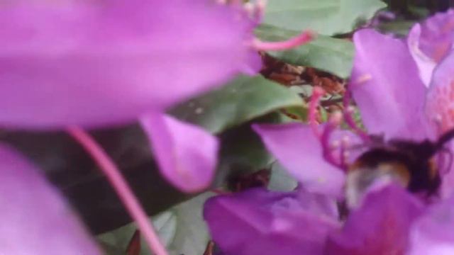 Buff-tailed Bumblebee Pollinating a Rhododendron смотреть онлайн