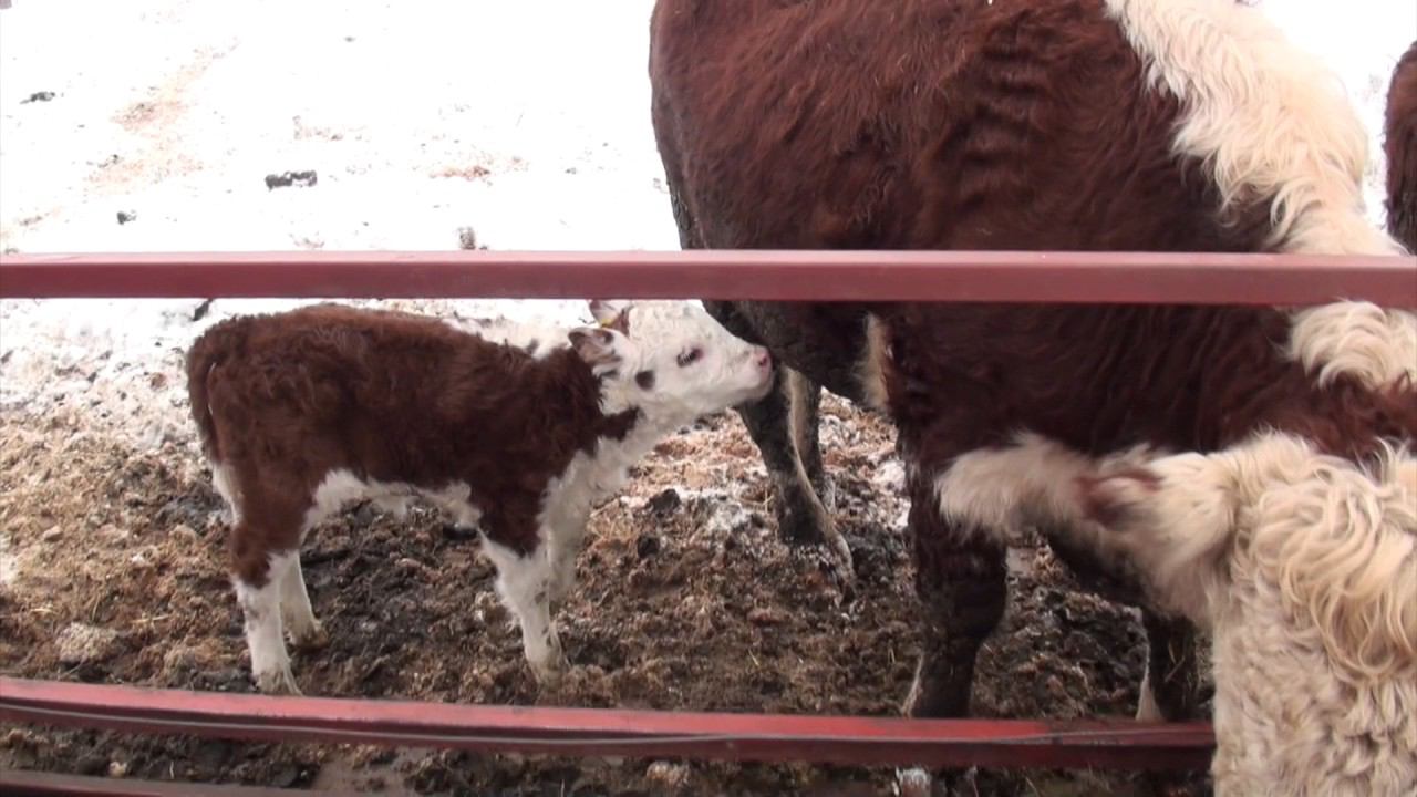 Раздача сенажа в КФХ 