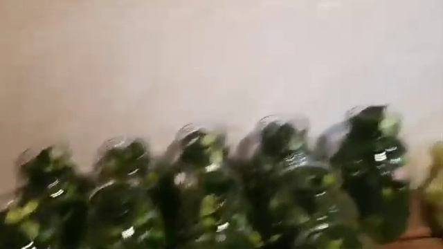 Сказки Пышкина. Серия 1. Огурцы. Помидоры. Рецепт смотреть онлайн