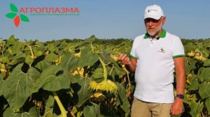 Феномен гибрида подсолнечника АНЮТА ОР