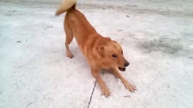 Рыжая Дурочка смотреть онлайн