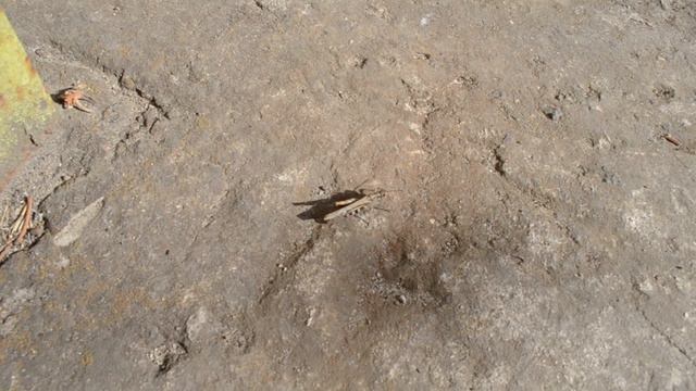 ФУТАЖ Кузнечик смотреть онлайн