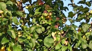 Скоро осень, за окнами август... Нина Бродская