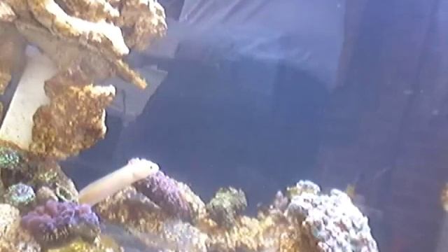 Gymnothorax Melatremus - Golden Dwarf Moray Eel смотреть онлайн
