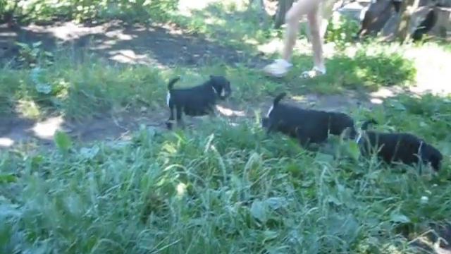 щенки от 22 06 2014 006 смотреть онлайн