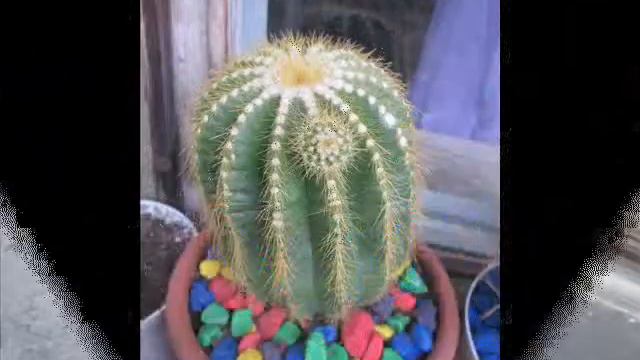 мои кактусы