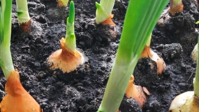 КАК ВЫРАСТИТЬ КРУПНЫЙ ЛУК СЕКРЕТЫ ВЫРАЩИВАНИЯ смотреть онлайн