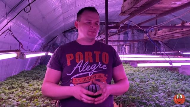 Досвечивание рассады! Характеристики при выборе ламп и люминесцентные лампы смотреть онлайн