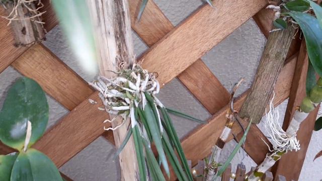 Oncidium Kukoo e Novidades смотреть онлайн