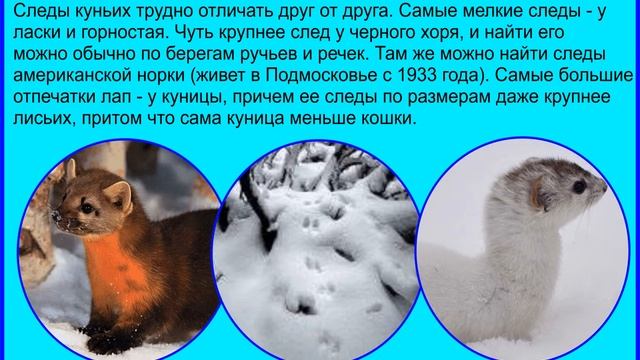 Следы зверей на снегу. Виртуальная экскурсия в подмосковный лес. смотреть онлайн