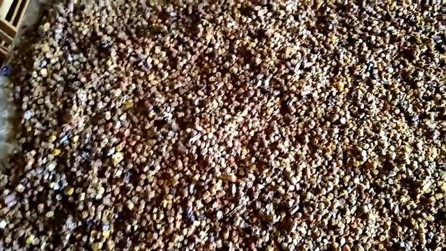 Перга.Заготовка .Хранение. смотреть онлайн