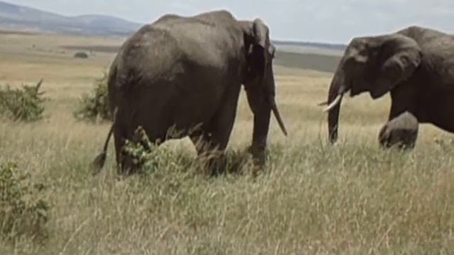 masai mara (масай мара) kenya 03/2013 смотреть онлайн
