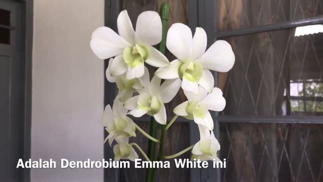 Anggrek Dendrobium Emma White смотреть онлайн