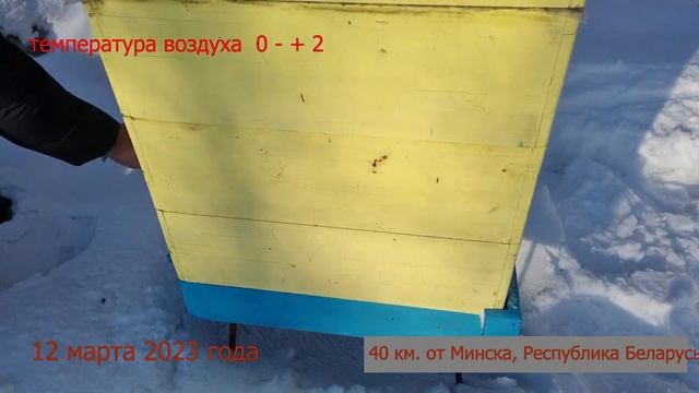 Осмотр пчелиных семей 12 марта 2023 года смотреть онлайн