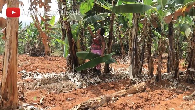 CUISINER ET DEGUSTER DU PLANTAIN PILE AU VILLAGE | African village lifestyle смотреть онлайн