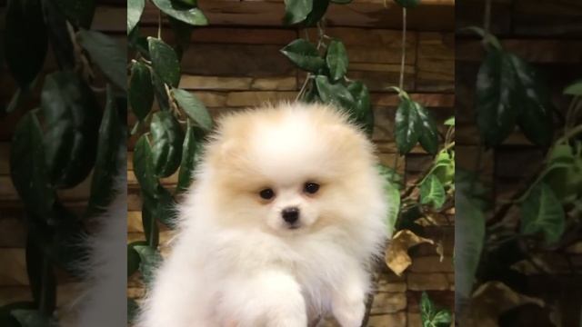 Шпиц патиколор. Ева смотреть онлайн