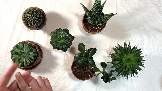 Succulent and Cactus care + tips (why/how to re-pot plants) смотреть онлайн