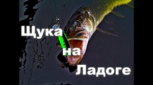 Ловля ладожской щуки.  Лето.