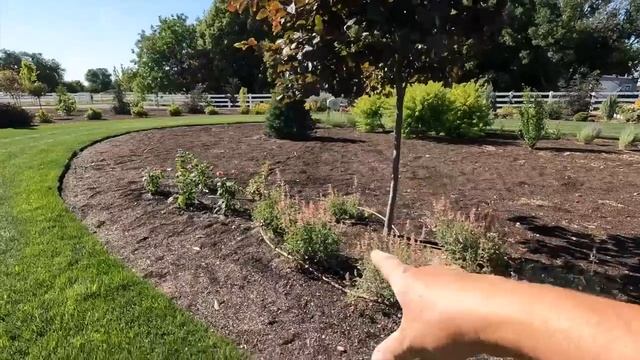 Planting 5 Varieties Of Echinacea -  They LOVE The Heat! ??? // Garden Answer