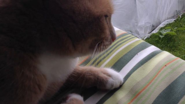 Кот прячется от дождя смотреть онлайн